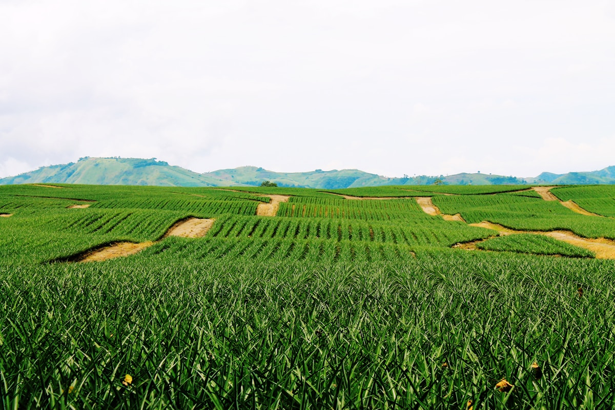 Drone Technology in Agriculture